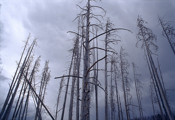 Fire Damage - Yellowstone, Wyoming, USA ●