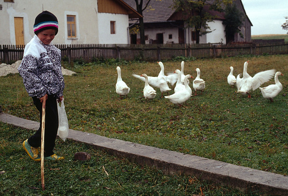 Goose Herder - Poland