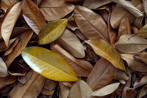 Magnolia Leaves - Cumberland Island, Georgia, USA