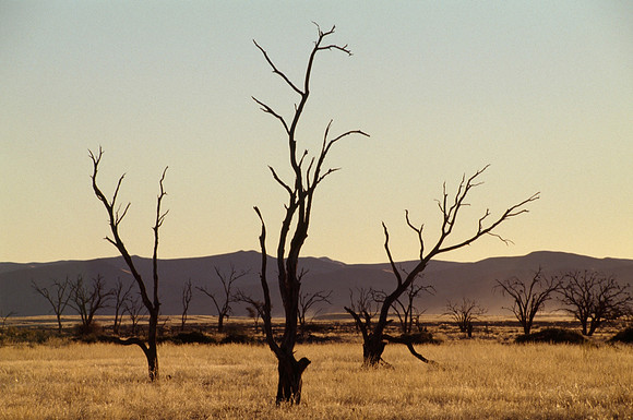 Trees and Valley - Sossusvlei, Namibia