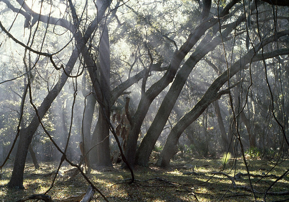 Morning Light through the Oaks and Vines - Cumberland Island, Georgia, USA ●
