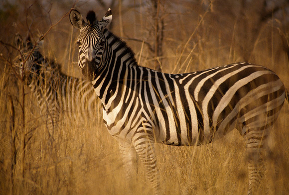 Zebras Listening - Hwange, Zimbabwe