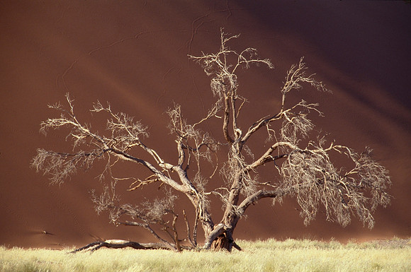 Red Dune and Tree - Sossusvlei, Namibia