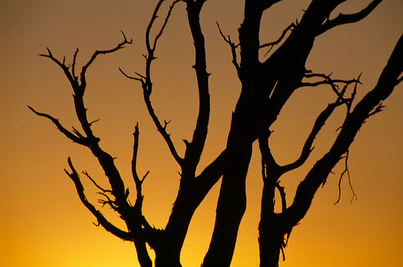 Tree Silhouettes with Orange Sunset Sky - Sossusvlei, Namibia