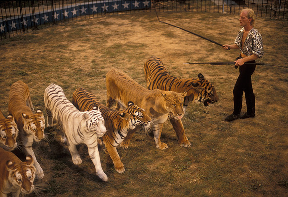 Tiger Presenter
