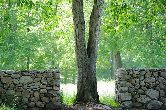 Diverging Roads & Good Fences - New Canaan, Connecticut, USA