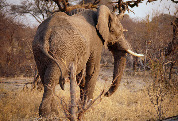Elephant Watching - Hwange, Zimbabwe