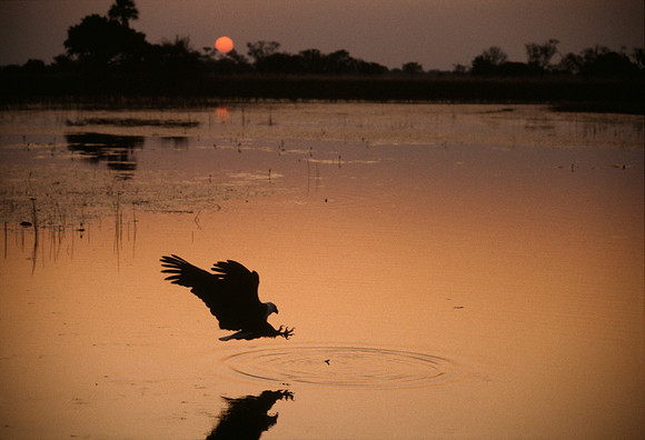Fish Eagle - Okavango Delta, Botswana ●