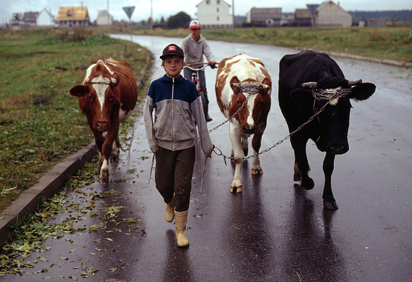 Walking the Cows to the Field - Poland