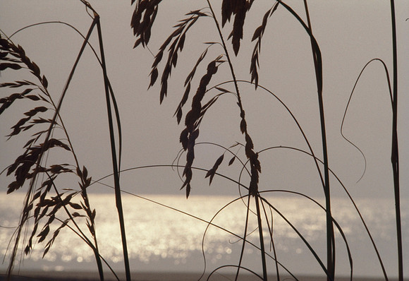Sea Oats at Sunrise - Tybee Island, Georgia, USA ●