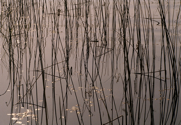 Reeds - Okavango Delta, Botswana ●