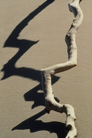 Driftwood - Blackbeard Island, Georgia, USA ●