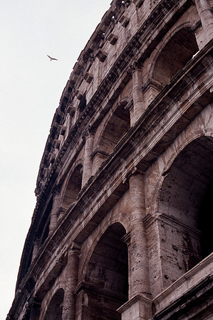 Colosseum with Bird - Rome, Italy