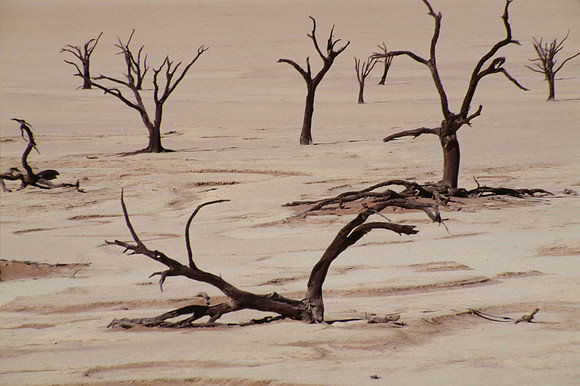 Tree Skelatons - Dead Vlei, Namibia