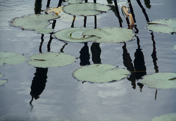Lily Pads and Cattails - Okefenokee Swamp, Georgia, USA ●