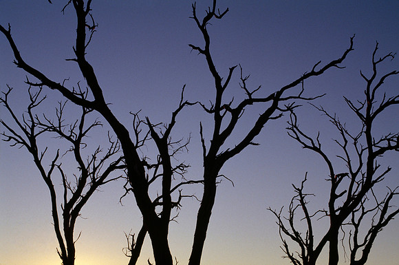 Tree Silhouettes with Blue Sunset Sky - Sossusvlei, Namibia
