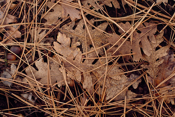 Oak Leaves & Pine Needles - Arizona, USA