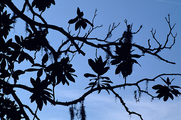 Magnolia Silhouette - Cumberland Island, Georgia, USA
