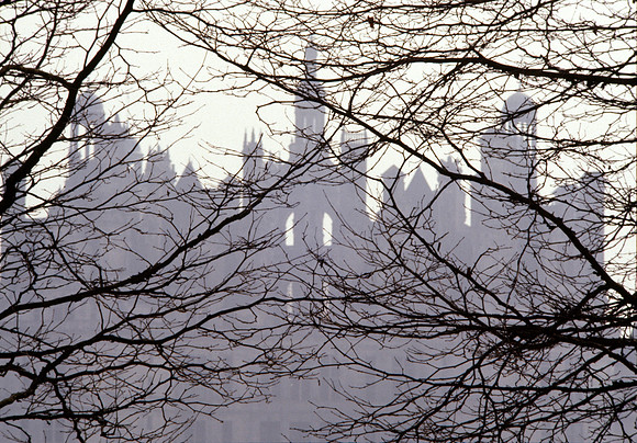 Trees and the Chateau - Chambord, France ●