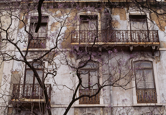 Mottled Building, Dark Tree, Purple Flowers - Lisbon, Portugal ●