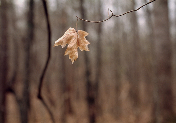 Last Leaf - Panola Mountain, Georgia, USA