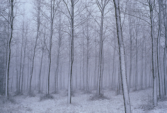 Trees in a Snowstorm - Champagne, France ●